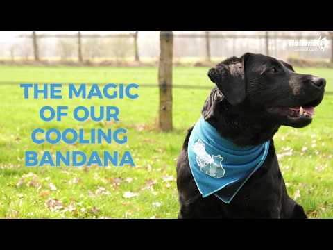 Video de Bandana Refrescante para Perros (Tallas S a XL)